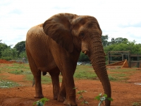02_brazil-belhina-babu-and-chocolate-brasilia-zoo-021 02_brazil-belhina-babu-and-chocolate-brasilia-zoo-021