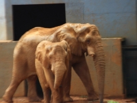 09_brazil-belhina-babu-and-chocolate-brasilia-zoo-171 09_brazil-belhina-babu-and-chocolate-brasilia-zoo-171