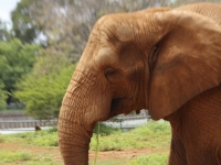14_brazil-belhina-babu-and-chocolate-brasilia-zoo-209 14_brazil-belhina-babu-and-chocolate-brasilia-zoo-209