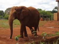 16_brazil-belhina-babu-and-chocolate-brasilia-zoo-017 16_brazil-belhina-babu-and-chocolate-brasilia-zoo-017