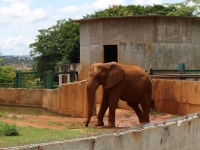 17_brazil-belhina-babu-and-chocolate-brasilia-zoo-294 17_brazil-belhina-babu-and-chocolate-brasilia-zoo-294