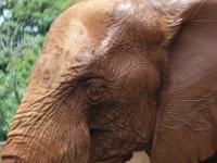 19_brazil-belhina-babu-and-chocolate-brasilia-zoo-339 19_brazil-belhina-babu-and-chocolate-brasilia-zoo-339