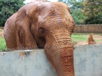 21_brazil-belhina-babu-and-chocolate-brasilia-zoo-356 21_brazil-belhina-babu-and-chocolate-brasilia-zoo-356