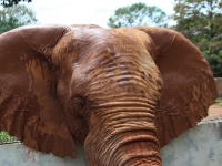 22_brazil-belhina-babu-and-chocolate-brasilia-zoo-365 22_brazil-belhina-babu-and-chocolate-brasilia-zoo-365