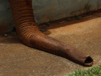 23_brazil-belhina-babu-and-chocolate-brasilia-zoo-353 23_brazil-belhina-babu-and-chocolate-brasilia-zoo-353