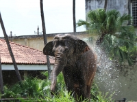 12_carla-and-koala-rio-zoo-454 12_carla-and-koala-rio-zoo-454