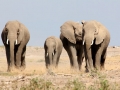 Elefantes caminhando no Parque Nacional do Amboseli, Quênia Elefantes caminhando no Parque Nacional do Amboseli, Quênia