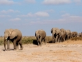 Elefantes cruzando o deserto no Parque Nacional do Amboseli, Quênia Elefantes cruzando o deserto no Parque Nacional do Amboseli, Quênia