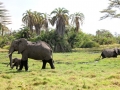 Elefantes no pântano no Parque Nacional do Amboseli, Quênia Elefantes no pântano no Parque Nacional do Amboseli, Quênia