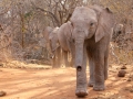 Elefantes órfaos no Parque Nacional de Tsavo, Quênia Elefantes órfaos no Parque Nacional de Tsavo, Quênia