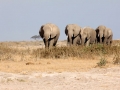 Familia de elefantes cruzando o deserto no Parque Nacional do Amboseli, Quênia Familia de elefantes cruzando o deserto no Parque Nacional do Amboseli, Quênia