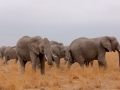 Familia de elefantes no Parque Nacional do Amboseli, Quênia Familia de elefantes no Parque Nacional do Amboseli, Quênia