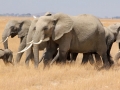 Familia de elefantes em sua migração diáriano Parque Nacional do Amboseli, Quênia Familia de elefantes em sua migração diáriano Parque Nacional do Amboseli, Quênia