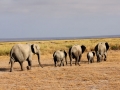 Familia de elefantes saindo do pântano no Parque Nacional do Amboseli, Quênia Familia de elefantes saindo do pântano no Parque Nacional do Amboseli, Quênia
