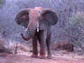 Elefante passando a manhã no Parque Nacional de Tsavo, Quênia Elefante passando a manhã no Parque Nacional de Tsavo, Quênia