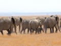 Elefantes em sua migração diária no Parque Nacional do Amboseli, Quênia Elefantes em sua migração diária no Parque Nacional do Amboseli, Quênia