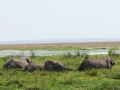 Elefantes no pântano no Parque Nacional do Amboseli, Quênia Elefantes no pântano no Parque Nacional do Amboseli, Quênia
