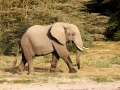 Elefante no Parque Nacional do Amboseli, Quênia Elefante no Parque Nacional do Amboseli, Quênia