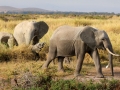 Elefantes saindo do pântano no Parque Nacional do Amboseli, Quênia Elefantes saindo do pântano no Parque Nacional do Amboseli, Quênia