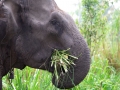 Elefante se alimentando no Santuario de Camboja Elefante se alimentando no Santuario de Camboja
