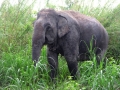 Elefante no Santuario de Camboja Elefante no Santuario de Camboja