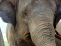 Elefante com seu tratador na Tailandia Elefante com seu tratador na Tailandia
