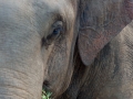 Elefante asiático, Tailandia Elefante asiático, Tailandia
