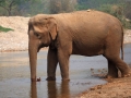 Elefante no rio, Tailandia Elefante no rio, Tailandia