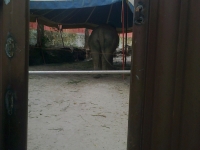 lady8_tent2 lady8_tent2