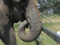 ramba_bananinhas1 ramba_bananinhas1