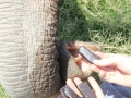 ramba_bananinhas3 ramba_bananinhas3