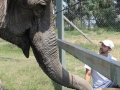 ramba_bananinhas4 ramba_bananinhas4