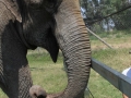 ramba_bananinhas5 ramba_bananinhas5