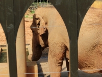 02_brazil-teresita-serva-and-hangun-sao-paulo-zoo-001 02_brazil-teresita-serva-and-hangun-sao-paulo-zoo-001