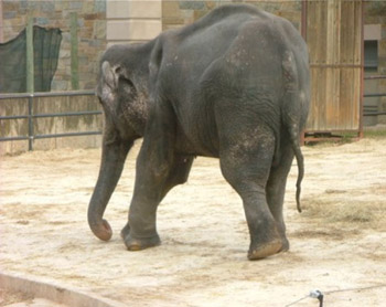 elefante asiático - mente e movimento