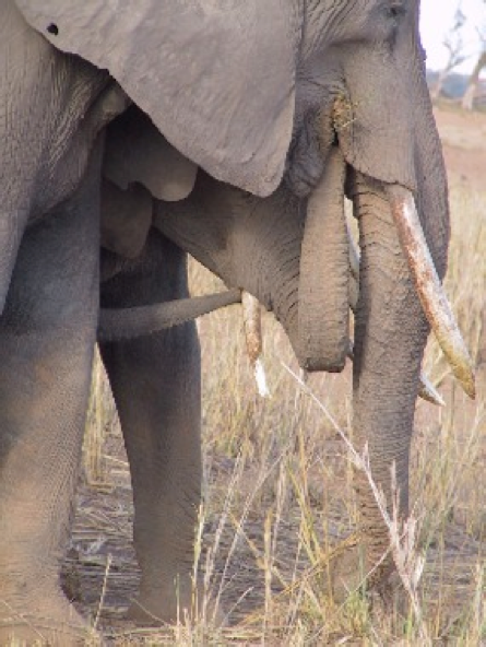 mente e movimento - elefante africano