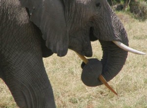 foto inteligência dos elefantes 4