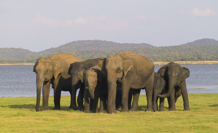 Minneriya-family-Joyce-Poole-ElephantVoices_web