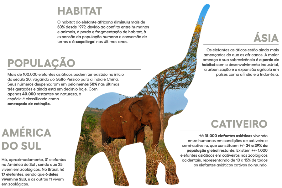 infografico_elefantes_out2025