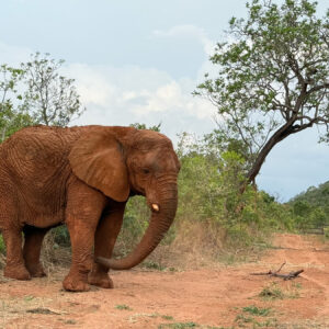 kenya_seb9